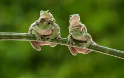 44 “La carrera de ranas” Motivación hacia el éxito